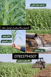 بذور البونيكام الاسباني • بذور بونيكام • بونيكام اسباني • علف حيواني •...