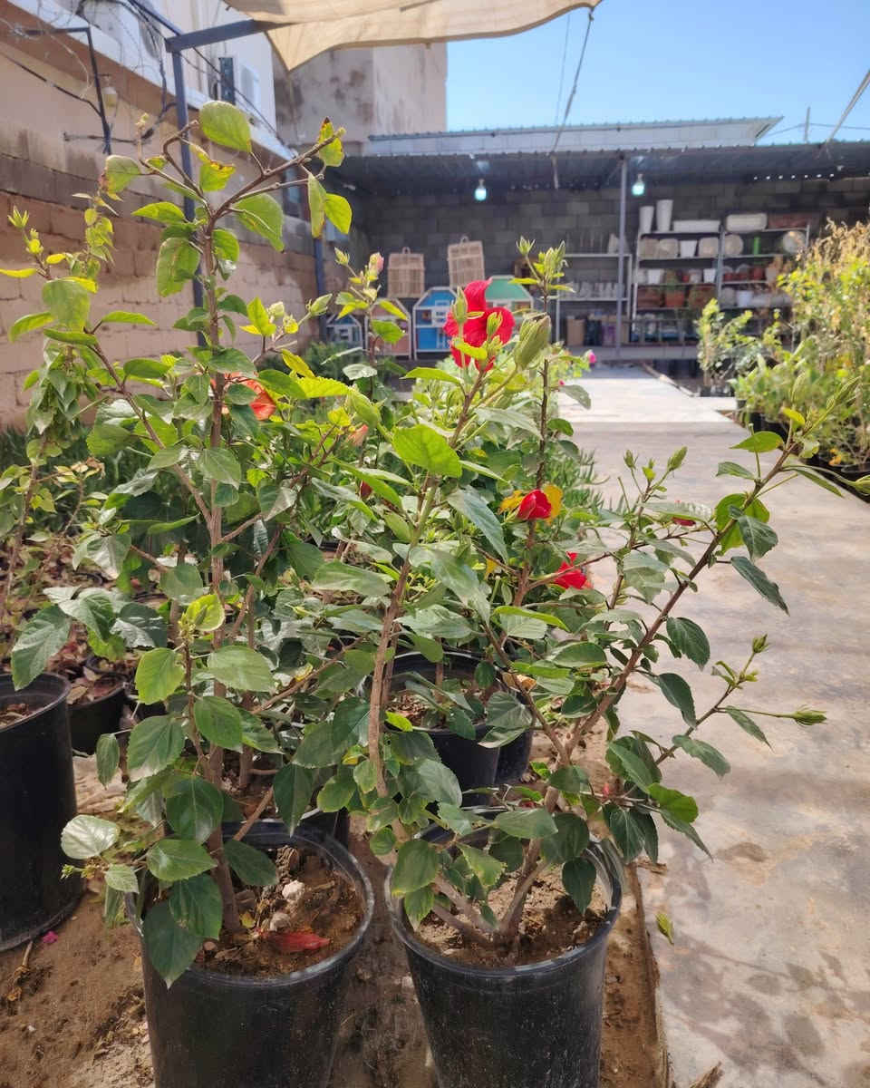 يتوفر في مشتل السراي ورد الجمال
زهور الاعتدال الربيعي ❤️


**إذا كنت صاحب هذا الإعلان وتريد حذفه لأي سبب، رجاءا أرسل رسالة إلى الدعم الفني**