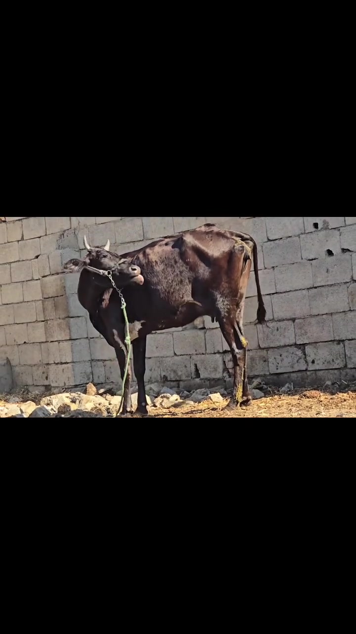 هوايش ثنين ولد جواهن ذكوره هديات كل شروط وعجله سمينه كلش كصابه المكان ميسان العماره الرقم ***********
***********

