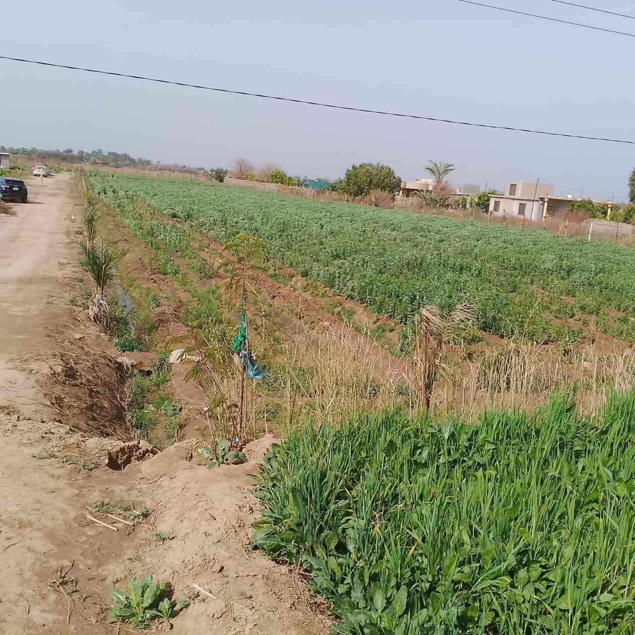 السلام عليكم أرض طابو سند ٢٥ شرط التحويل شاطيه المساحه ٤ دونم مسيجه الوجه ٤٥ والنزال ٢٣٠ موقعها واسط العزيزيه منطقه الدير الشارع تبليط صدرها على التبليط ونهايته الشط يعني ترهم سياحه وكلشي يعجبك وباقي التفاصيل الاستفسار على الرقم ***********
