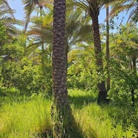 فرصة استثمارية للبيع ١٠ دونم بستان ١٠ دونم ملك صرف سند ٢٥ في قريه جويم...