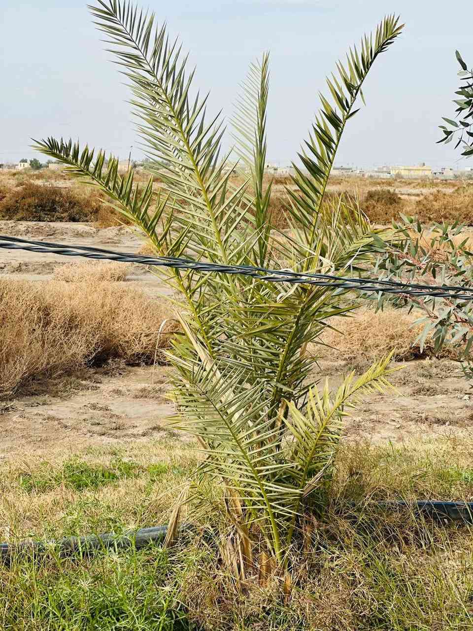 السلام عليكم
دونم زراعي للبيع بي نخل ونبك وكالبتوز متوفر كهرباء وماي اساله وماي سكي صيف وشتا ماينكطع كاعه زراعيه حلوه طريق المشايه قرب صيطره سعره ٢١ وبي مجال بصيط *********** 
*********** مكلف بنشر
