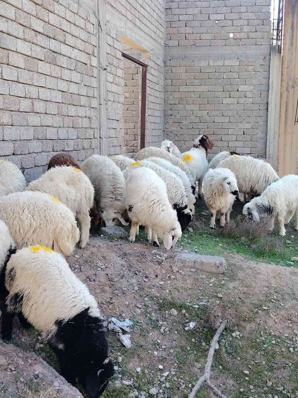 من رخصت الأدمن المحترم
اخوان أذكرو الله وصلو على النبي
للبيع طليان العدد 20+ و فطايم 4 ناصحات شرط النصاحه تريدهن ربط او ذبح درجى أولى گصه وحدة مراح واحد خشانه فول شرط مكفولات من كل عيب ابيع شلع مكاني صلاح الدين بيجي للاتصال *********** اسيا ***********
