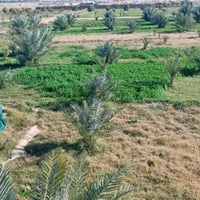 مزرعة • ٧دونم • كربلاء شارع بغداد