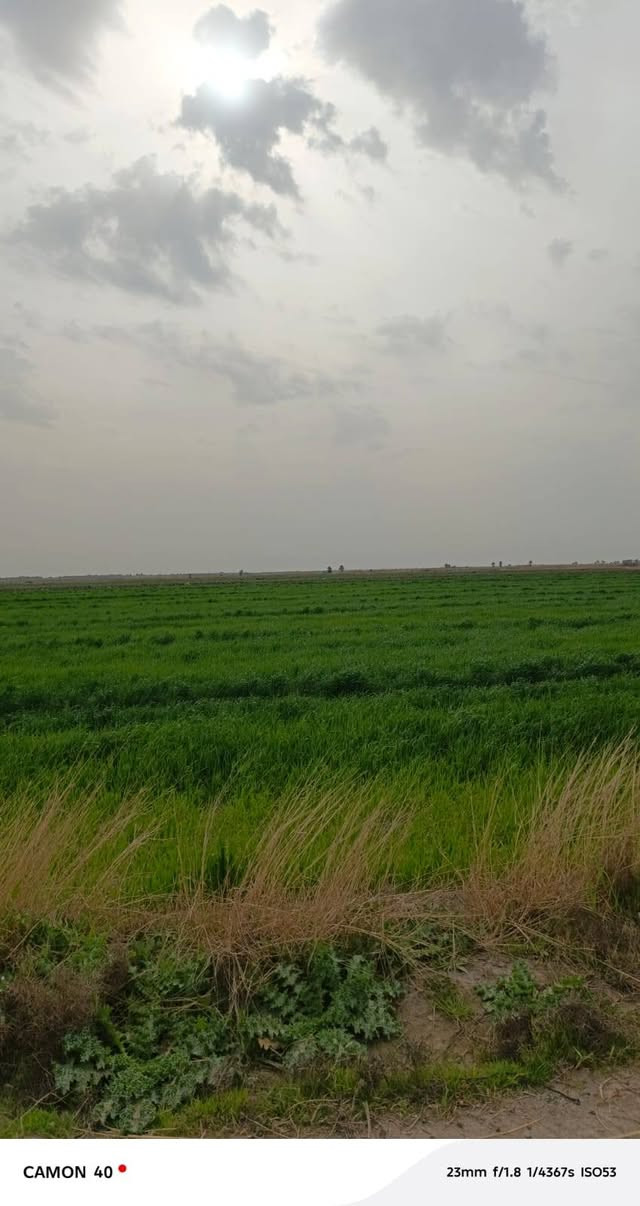 السلام عليكم عرض اليوم 4دونم في منطقه الشيخ💎🌲 عامر✅ قريب على شارع التبليط مربع الدونم 50 ×50 سند✅  25 ع طابو الفلوجه ماء كهرباء فوكاهه كل شي ترهم شاليهات سكن العنوان بغداد منطقه الشيخ عامر وره✅🌲 السوق مباشره سعر الدونم خاص او استفسار على الواتساب ***********✅
