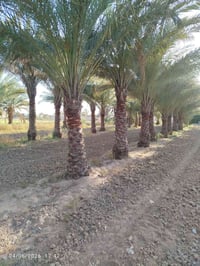 يوجد لدينا نخل امايات اكبار للاستفسار ٠٧٨٠٣٢٧١٢٩٨ وللتواصل على الواتسا...