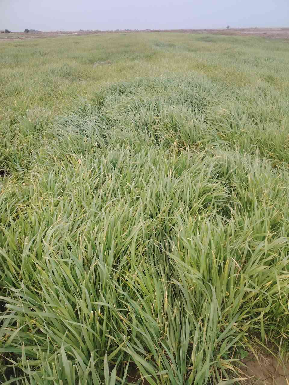 زرع للبيع مساحه ٤٥ دونم بلحمزه الشرقي ***********
