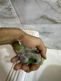 فريخ • غندور أفريقي • صحة جيدة