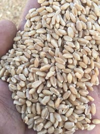 حنطه بابل بنت المغلف سريعه جداً بشرط لحد15 بشهر الواحد مضمونه االانتاج...