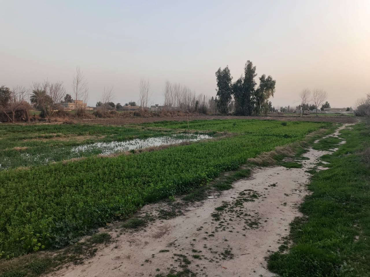 السلام عليكم گاع زراعيه المساحه ٣ دوانم اله ثلث كهرباء وبير كامل الموقع البعيجي قرب الجسر للأستفسار ***********
