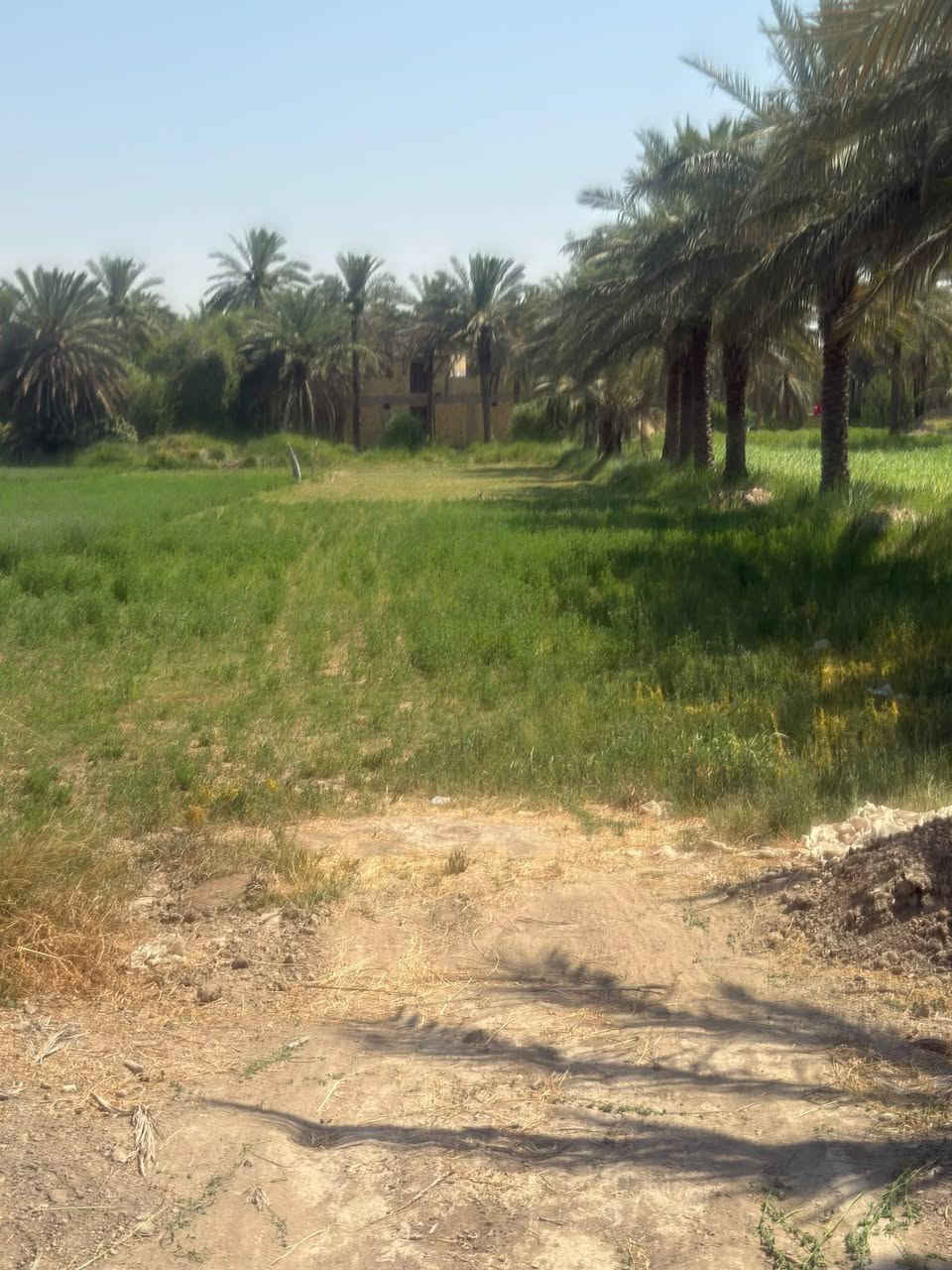 السلام عليكم كاع للبيع 3دونم طابو زراعي سند 25 بسمي تحويل مباشر موقع تجاري ع سريع دولي رابط بغداد بصره خدمات ماء كهرباء متوفر وجهيه 100نزال 100العنوان بابل الحمزه الغربي قرب معمل الشكر الإستفسار ***********/////***********
