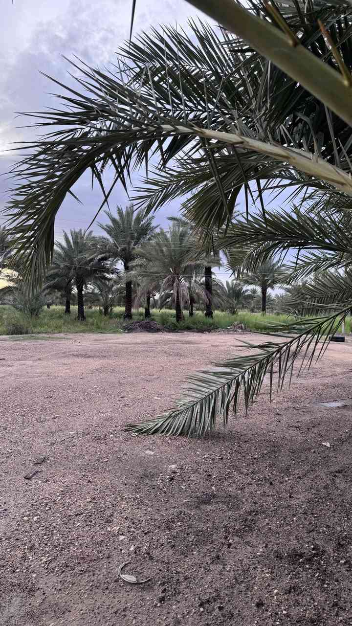 5 دوانم للبيع (سند 24 ومفوض بالطابو)
ضمنهن 2 بيوت بمساحات 400م + 150م
موقعهن على طريق النجف - كربلاء
خلف الحسينيات ، قرب جامعة الزهراوي ، مقابل شركة الجود عمود 1145 

يبعدن عن الشارع العام 500 متر 

خدمات كاملة وتبليط للباب

موقعهن على الخريطة : 👇🏻
https://maps.app.goo.gl/HYvjs7X9apZTtEvs8?g_st=atm

التواصل واتساب فقط : 👇🏻
***********
