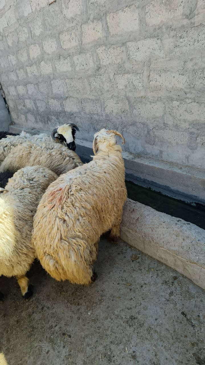 للبيع
طليان ذبايح درجة أولى 

ويرهمن أفحل

سعر الزوج 900وبي مجال 

للاستفسار أكثر اتصل ***********
