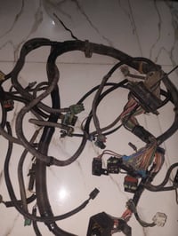 ضفيره وعقل دولفين 07733796066. 07818948617