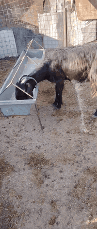 متاح عنز شاميه قچمه أصليه نصاح شرط خشنه وعشره ضمان لعشار ام ثالث بطن شرط وعنز توامه خيرمن ألله نصاح شرط حلابه ماشالله طيبه سعره325مكان حديثه ***********وبي واتساب
