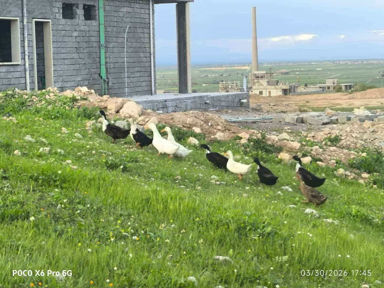 السلام عليكم بط عراقي وهولندي العدد 30 سعر الزوج 16 شرط بياض سمان مال بيت ***********
