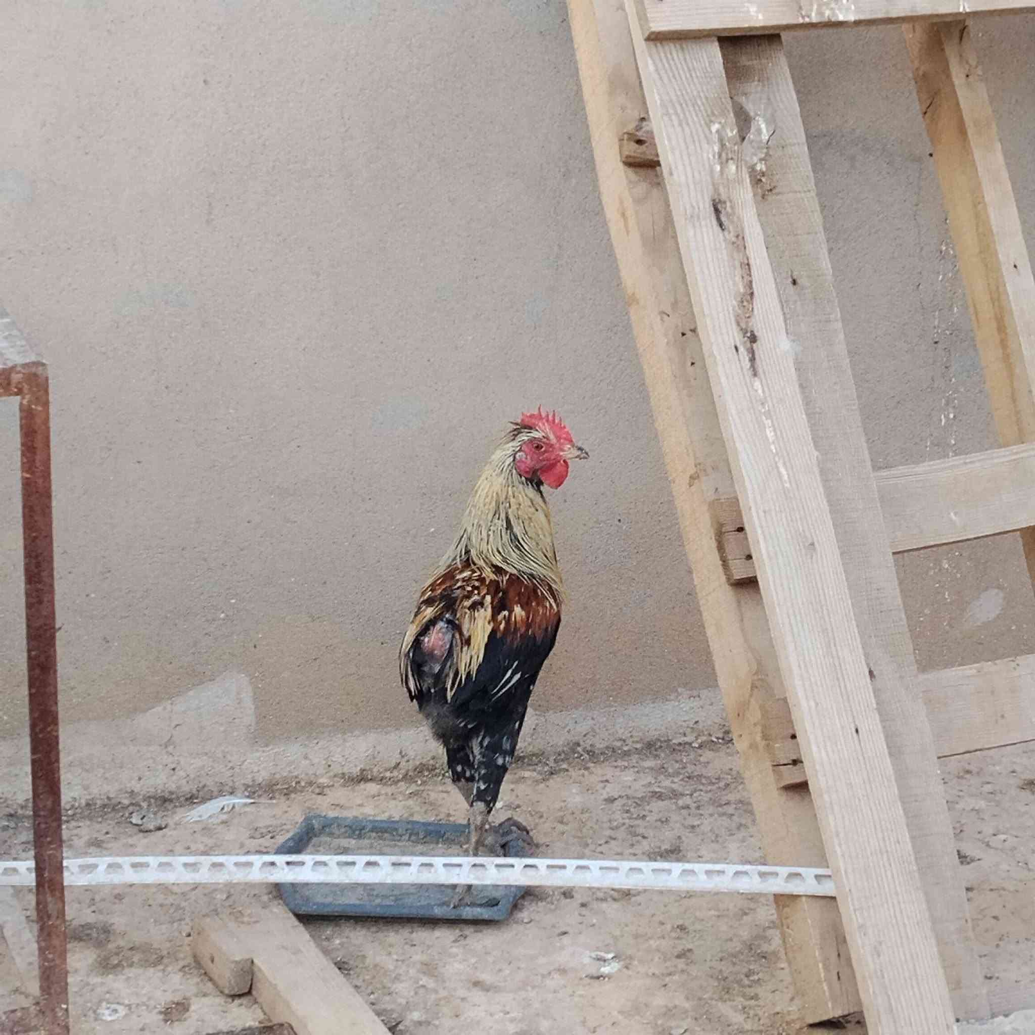 بار وباروكن بو فروشتن شوينم لة كةلارة


**إذا كنت صاحب هذا الإعلان وتريد حذفه لأي سبب، رجاءا أرسل رسالة إلى الدعم الفني**
