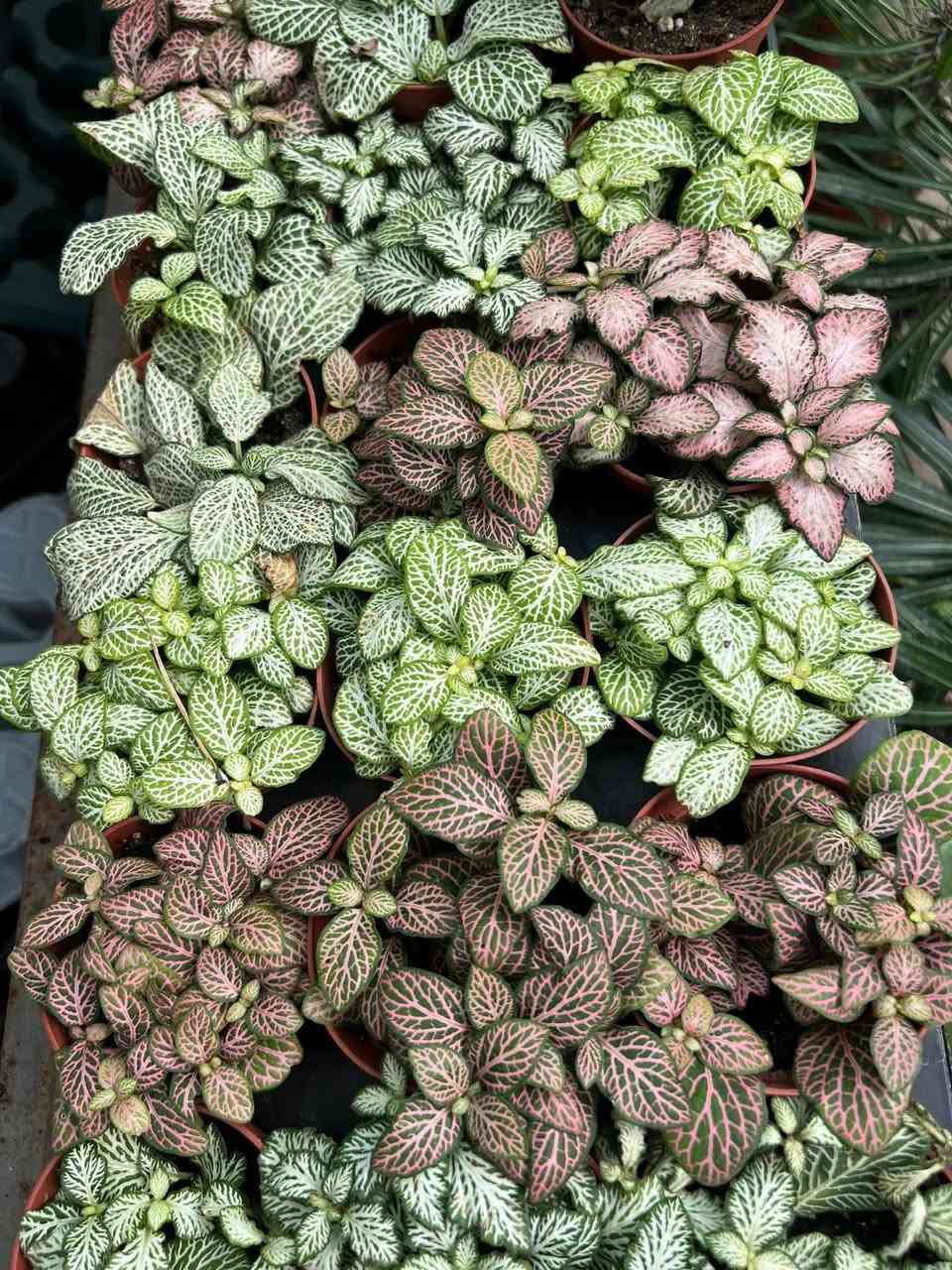 #فيتونيا او خد. العاروس 
 اانتااج اايطاالي. 
االواان بداعة 

سعر / 2 الف 
عنوان / تقاطع سبعة نيسان 

نبات جميل يزرع لجمال ألوان أوراقه المخططه أو المنقطة
توجد منه  عدة أنواع.. من النباتات التي تنمو في الدفيء والضوء الخافت لذلك تعتبر مناسبة لمن يبحث عن نبتة تتحمل قلة الاضاءة مع الحرص على عدم تعريضها  لضوء الشمس المباشر.. تحتاج للري كلما جفت تربتها علماً بأن اوراقها تبدأ بالنزول للأسفل حين تعطش وتحتاج للماء، وبعد ريها بساعات تبدأ اوراقها بالعودة لحالتها الطبيعية على ان لايتكرر تعرضها للعطش بشكل مستمر.. محبة للرطوبة لذا يساعدها رشها برذاذ الماء على ان تبقى منتعشة خصوصا في فصل الصيف.. تتكاثر بواسطة العقل الطرفية...


**إذا كنت صاحب هذا الإعلان وتريد حذفه لأي سبب، رجاءا أرسل رسالة إلى الدعم الفني**