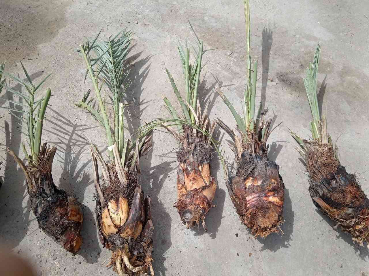 نخلات شويذيات للبيع نخله 5


**إذا كنت صاحب هذا الإعلان وتريد حذفه لأي سبب، رجاءا أرسل رسالة إلى الدعم الفني**