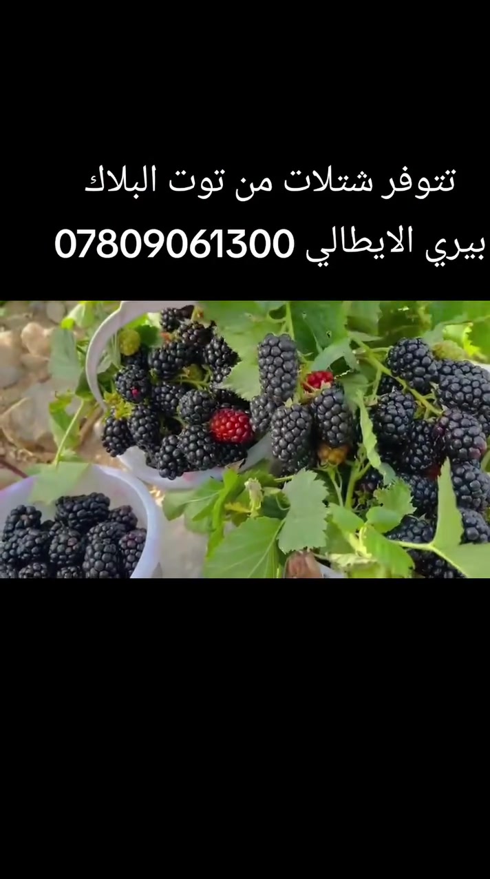 بسم الله الرحمن الرحيم 
إلى الراغبين بإنشاء مشاريع صغيرة وذات مردود اقتصادي عالي هذا احد المشاريع ..زراعة توت البلاك بيري الذي لا يحتاج عناية كبيرة ..
تتوفر شتلات منه جملة ومفرد 
سعر المفرد 6 الاف دينار
الجملة حسب العدد 
للطلب *********** واتساب ماسنجر 
يوجد توصيل لجميع المحافظات 
تتوفر شتلات من توت البلاك بيري الايطالي الممتاز
