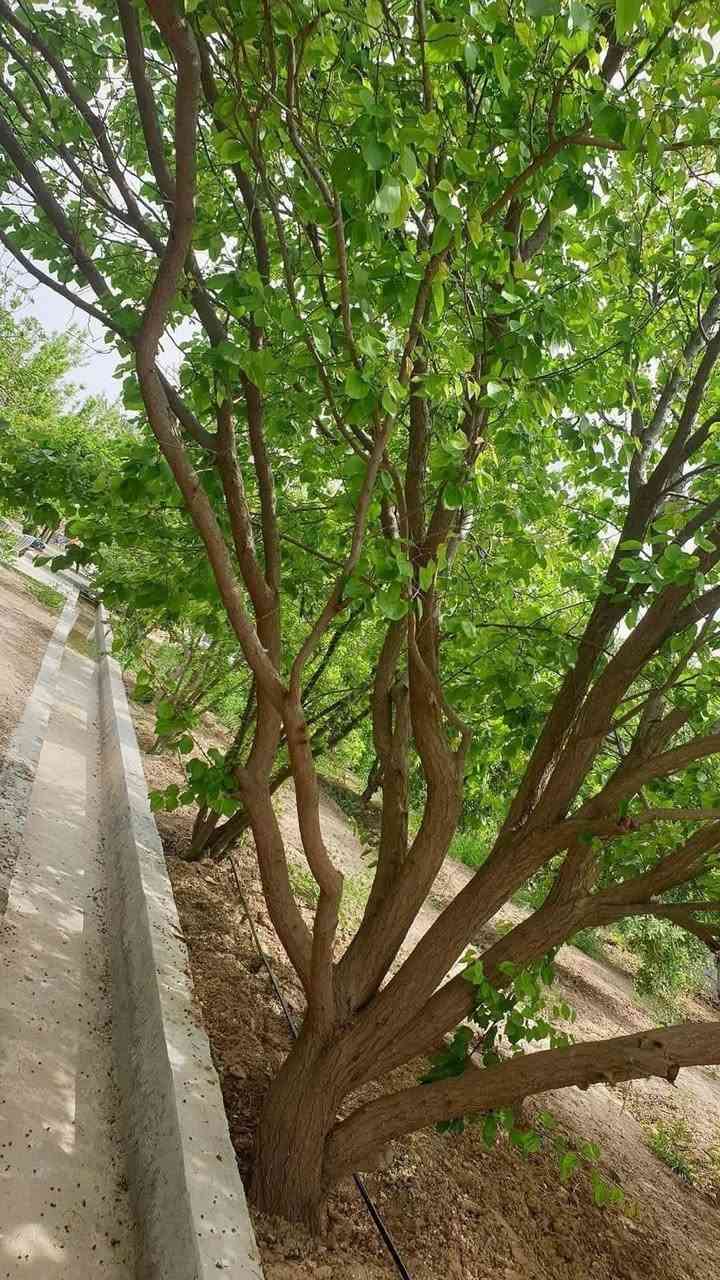 تريد تحجز مزرعه ؟اختار صح لان المزرعه تختلف عن المنتجع 🌴🌳مزرعه الرضا🌴في بلد هم مزرعه وهم منتجع بوسطها اجواء كلش حلوه لمحبين الطبيعه والهدوء 😇والجو حاليا بيها خيااال لان ربيع🌷🌱أسعار متتجاوز حاليا ١٥٠ 
موقعنا بلد
للحجز تواصل مع صاحبها 
***********
وكل الهلا بضيوفنا من كل مكان 🥰
