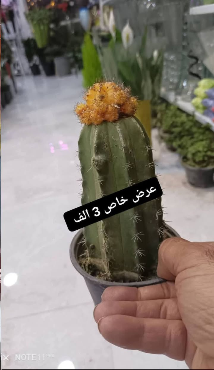 عرض خاص بمناسبة العيد ليوم الجمعة....الانبار الرمادي العزيزية مكان الجديد...من جهة شارع العام  شارع ميسلون  اول فرع على اليمين *********** ... يوجد توصيل داخل الرمادي... اكو منهن باقي قطعة وحده فقط كمية محدوده
