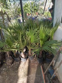 شتلة • توصيل • سكرين