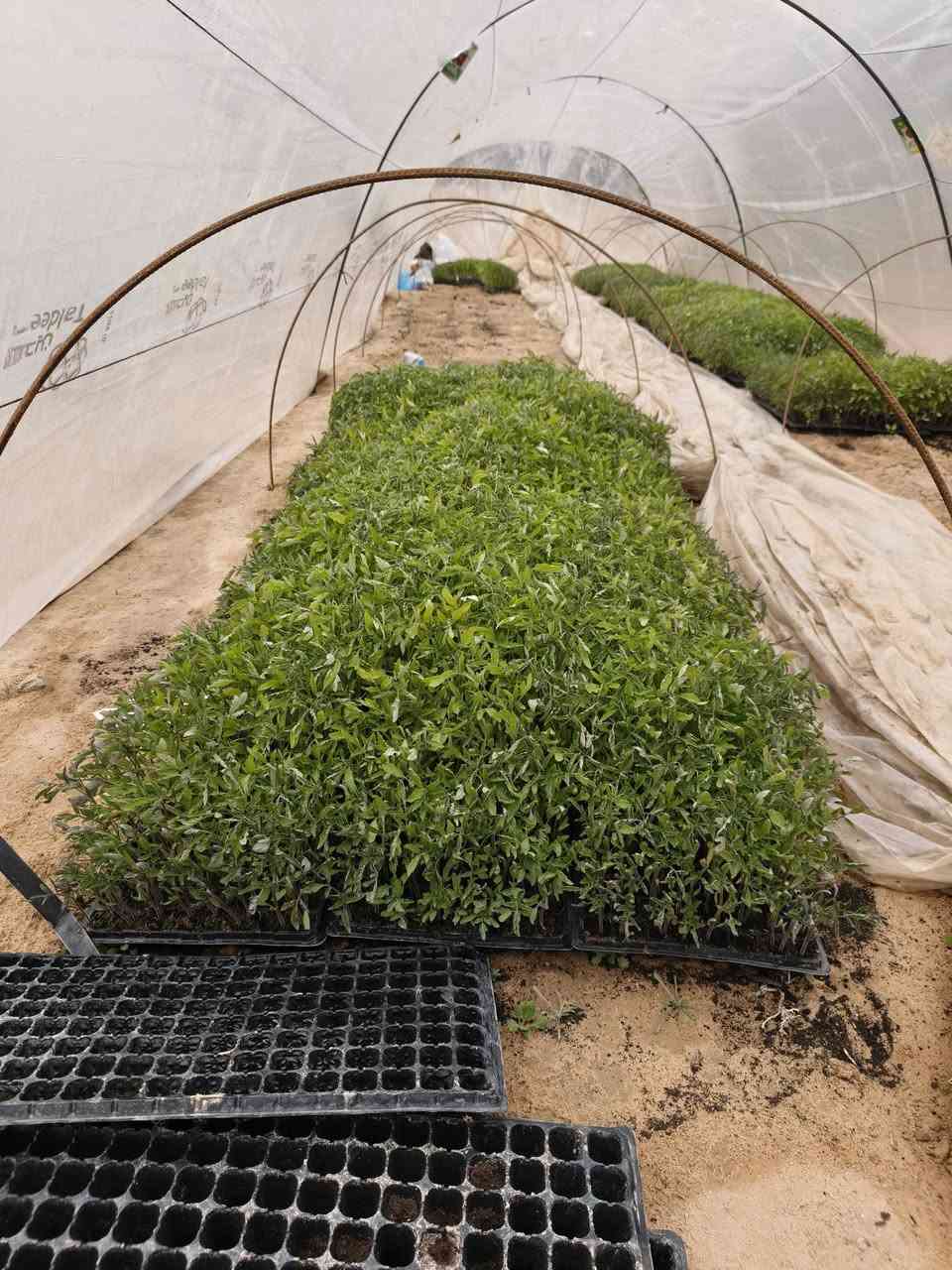 السلام عليكم توجد لدينا شتل صيفي فلين نوعيه جيده مزارع كربلاء عمود 947 /موبايل ***********//***********
