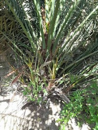 فسيل نخل • اشويثي • خضراوي