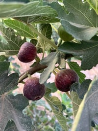 مشتل كرار الزراعي  الأسعار جمله فقط عرض جوه سوك  يتوفر تين العبيد السع...