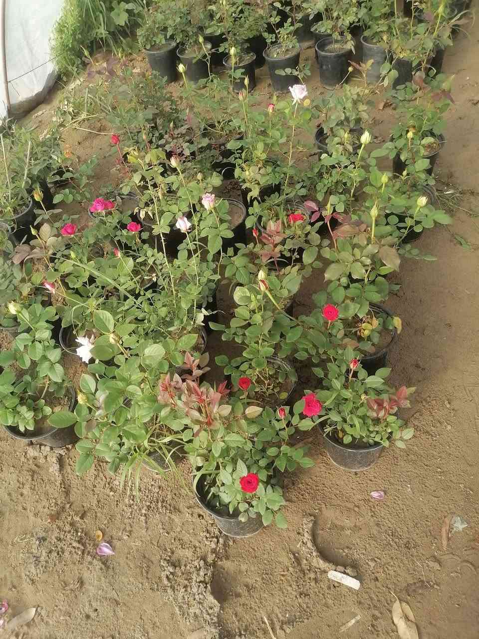 السلام عليكم يتوفر ورد جوري عراقي عطري.  والورد الإيراني اللوان في مشتل الرحمن العنوان محموديه مقابل معمل البسكت الحمراء اهلا وسهلا بالجميع***********
