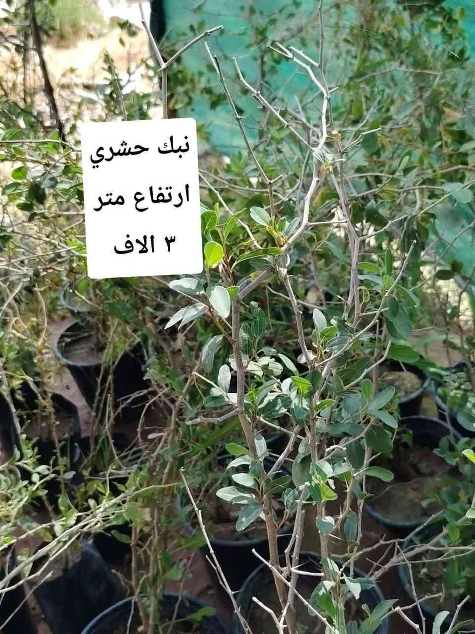 اللهم صلي على محمد وآل محمد
🛑 مشتل نعناعه الرفاعي الصوب الاول مجاور جسر المشاة بتجاه السايلو مقابل مدرسة الرقيم الاهليه يوجد خدمة توصيل ***********
