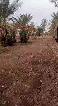 المدائن باوي • ٢٥٠٠م • طابو زراعي