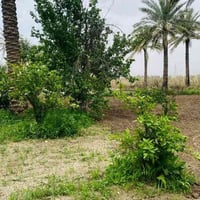 منطقة الحصن • ١٠ دونم • سند ٢٥