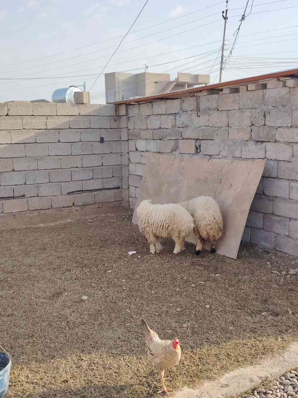 السلام عليكم ورحمة الله وبركاته
للبيع خاروف وفطيمة
مآلات ضحايا
شرط ناصحات و سمان
يرهمن ربط و يرهمن ذبح
السعر 610 البيع نقد فقط
 العنوان الشرگاط اسديرة وسطى ***********
