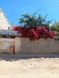 طابو صرف • طابقين • ٢٥٠م