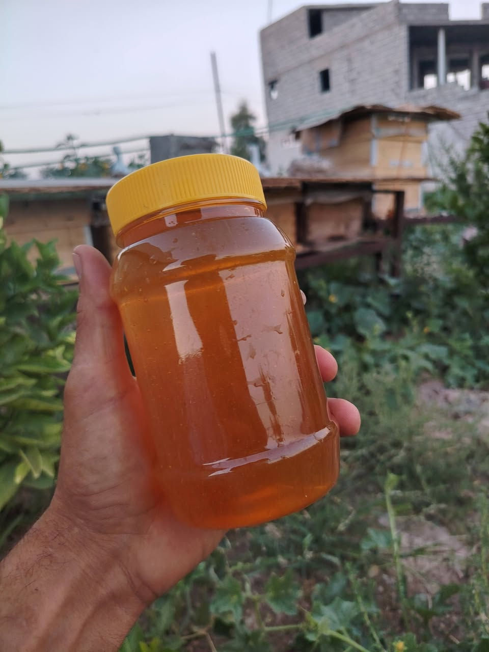 سلام عليكم عسل طبيعي بشرط فحص
لاستفسار خاص
لو اتصل
***********2
