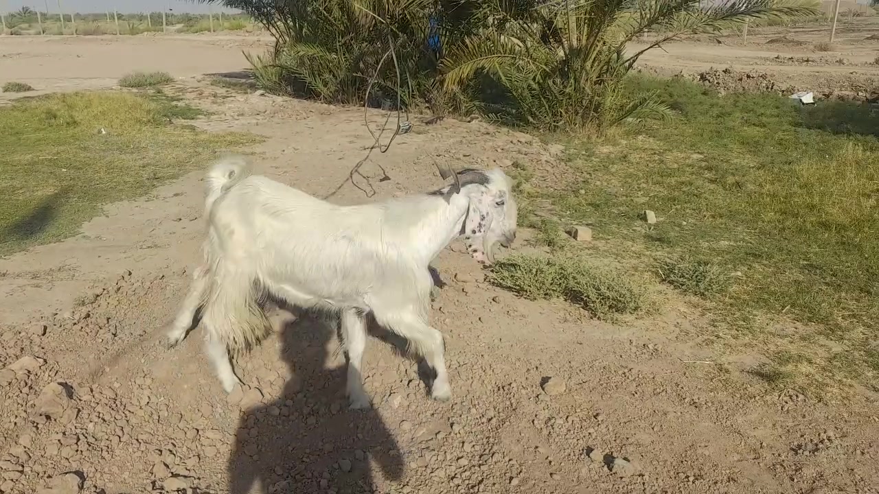 للبيع تيس عمره سنه توه مبدل سنين
يرهم كصابه ويرهم فحل شرط الفحوليه 
سعره ٢٧٠ وبي مجال ***********مكان سماوه قضاء الهلال

