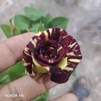 جوري قطمر • ألوان نوادر • الخالديه