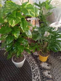 لبلاب عملاق • ١٧ قفص • صدري ١٤