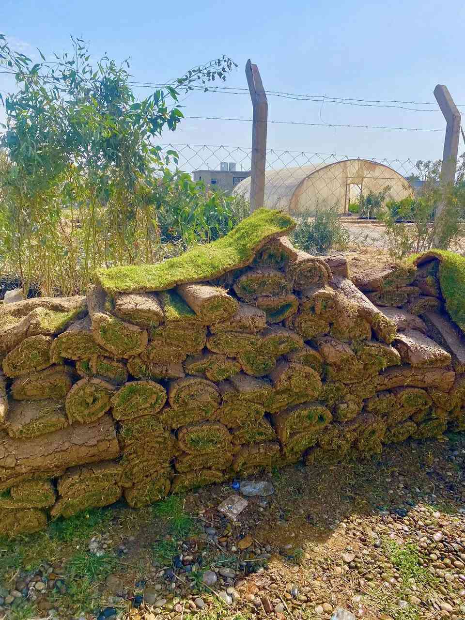 ثيل هندي جديد. مشتل الكوثر  طريق الزاب شميط قرب بانزيخانت الرملي وقاعة الهيبة للاعراس بإدارة رعد ابو كوثر  الاتصال على الرقم ***********
