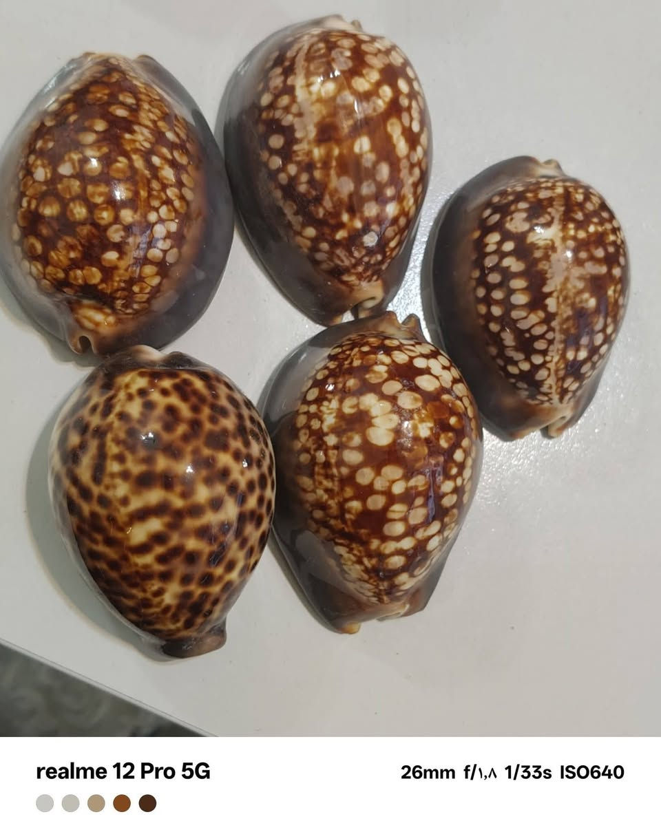 خمس محارات زجاج ديكور
السعر ١٨ الاف


**إذا كنت صاحب هذا الإعلان وتريد حذفه لأي سبب، رجاءا أرسل رسالة إلى الدعم الفني**