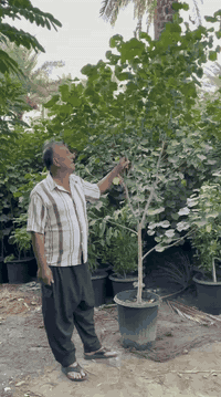 بِسْــــــــــــــــــمِ اللهِ الرَحْمَنِ الرَحِيْمِ
الهم صلي على محمد وال محمد

تم توفير اشجار كبيره سندانه حجم 40

📍موقع المشتل📍 بغداد الكريعات مجاور جامع ابو تراب

البيع جمله فقط..

للاستفسار ومعرفه الاسعار الاتصال على الأرقام 👇🏻👇🏻
***********

***********
