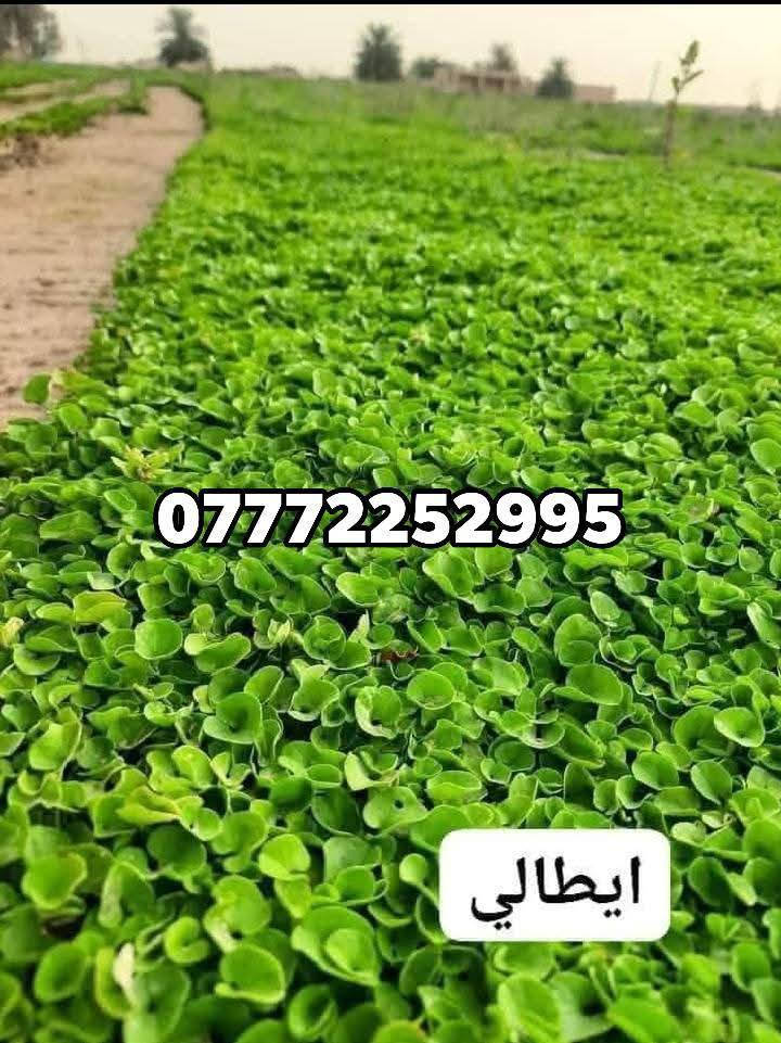 الصلات علا محمد والمحمد
توفر الثيل اليطالي ثيل طبيعي 

ثيل درجة ولة 

ثيل يطالي داءم الخضرة 

التصال *********** وتساب متوفر

وتساب ***********
