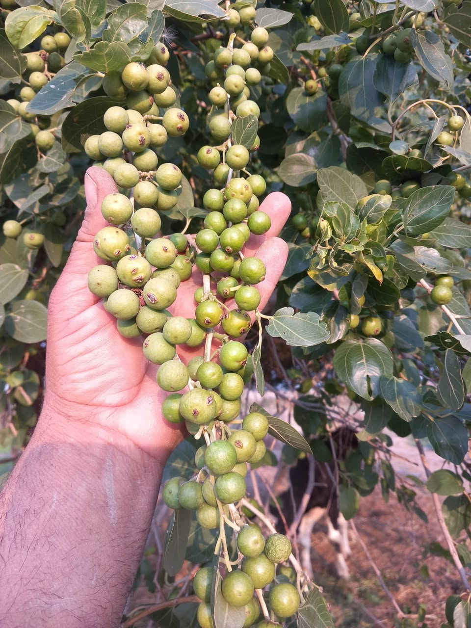 هولدر مكافحت الشجار بنواعه جديد للبيع ***********
