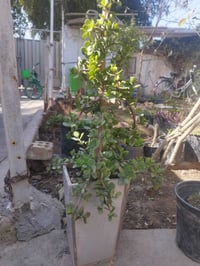 الورد الضلي • الورد الشمسي • الخالص حي الزهراء