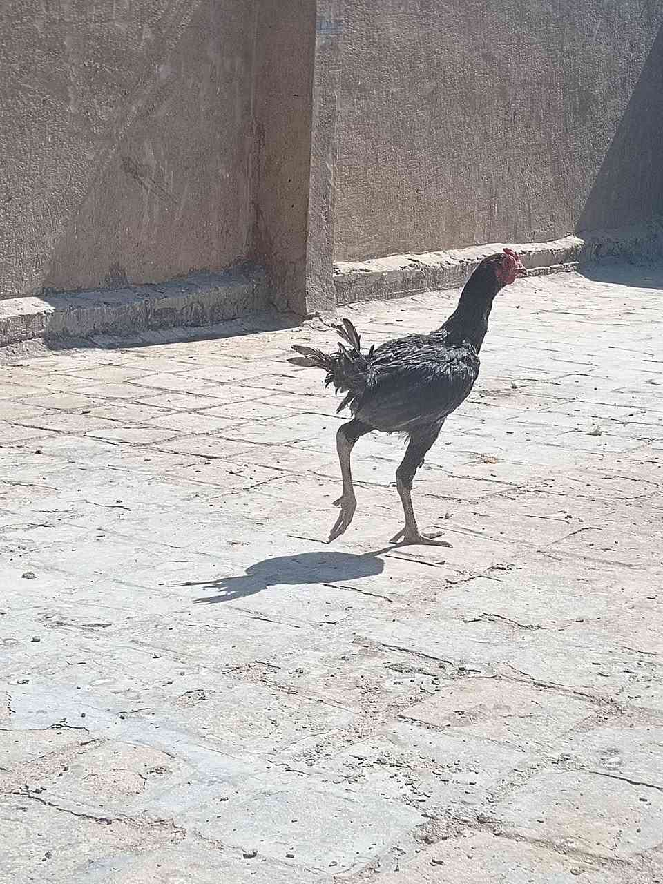 سلام عليكم ديك هراتي للبيع العنوان بابل سده الهنديه منطقة العلكايه رقم الهاتف ***********
