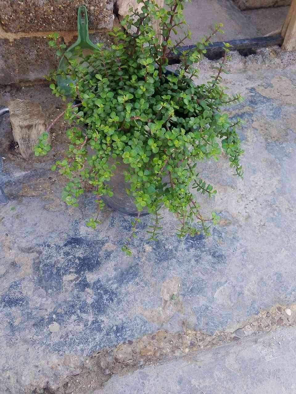 السلام عليكم رجعنه من جديد دمعه الطفل أحجام حلوه دبه مو سندانه الزوج ب٣٠ الوحد ب١٥ يوجد لدينا توصيل داخل بغداد بعض المناطق 🚘🌿🚘🚘🚘🚘🌿


**إذا كنت صاحب هذا الإعلان وتريد حذفه لأي سبب، رجاءا أرسل رسالة إلى الدعم الفني**