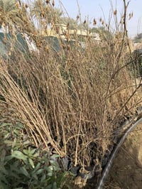 تكي سلبوحي ٢٢٥ • تين بني مسلم ٢٠٠ • ابو سميج