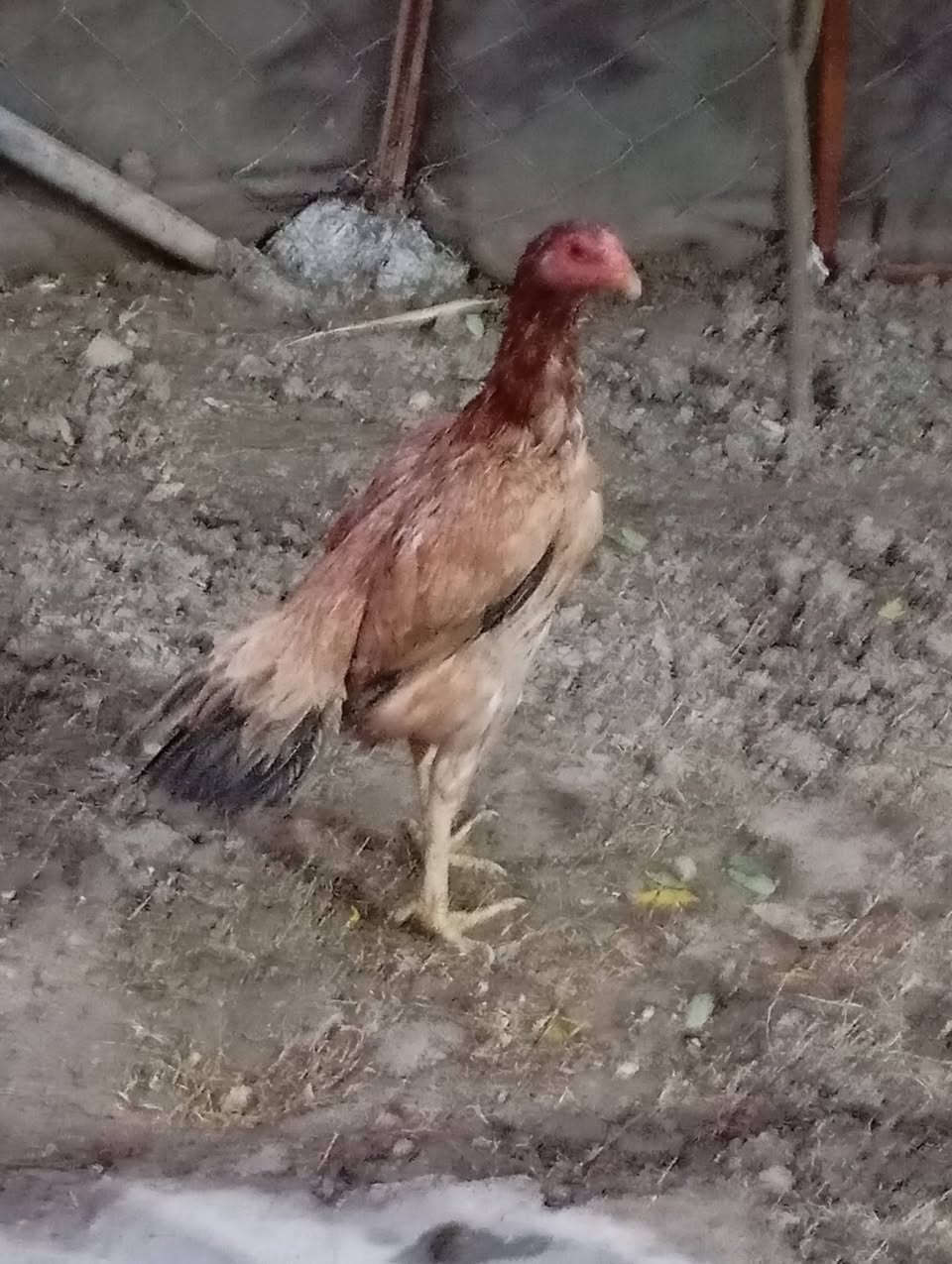 السلام عليكم 
متاح ديج هراتي عمر خمس اشهر  من نسل معروف مقاتل ابوه غالب ثلاثه ودجاجه فيتناميه مكان محاويل 
اليريدهن يعلق وبيه خير ويدلل


**إذا كنت صاحب هذا الإعلان وتريد حذفه لأي سبب، رجاءا أرسل رسالة إلى الدعم الفني**